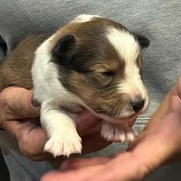 Punkin - Sable and white female Shetland Sheepdog puppy in Frazeysburg, Ohio from Mountain High Kennels