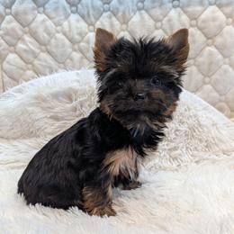 Wendy - Black and gold female Yorkshire Terrier puppy in Gatesville, Texas from KontryKritterz Yorkies