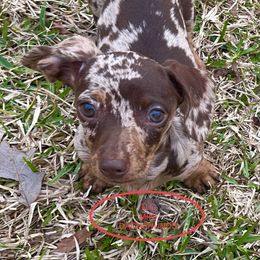 Dachshund Puppies from TLC Mini Dachshunds