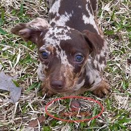Dachshund Puppies from TLC Mini Dachshunds