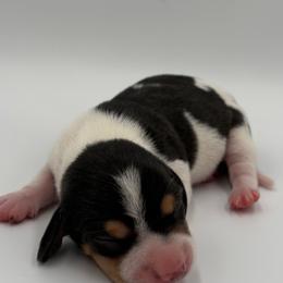 Toro - Piebald male Dachshund puppy in Brownsville, California from Pine & Pasture Dachshunds