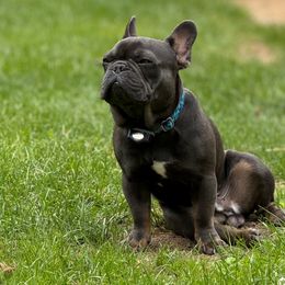 Leo - Companion Cross