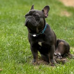 Leo - Companion Cross