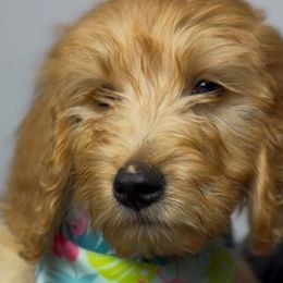 Goldendoodles and Poodles from Poodlesndoodles