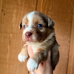 Sweet Potato - Red merle female Miniature Australian Shepherd puppy in Buchanan, Georgia from Stanleyville Farm Mini Aussies
