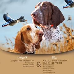 Bracco Italiano puppies from Archwood Kennels