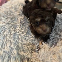 Maltipoo Puppies from Quiana's Maltipoos