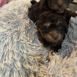 Maltipoo Puppies from Quiana's Maltipoos