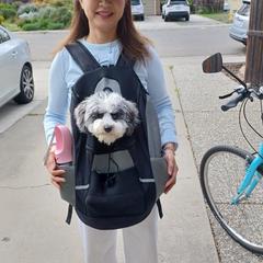 Cockapoo and Golden Mountain Doodle Puppies from Doodles of Joy