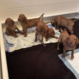 Girl 1 - Golden rust female Vizsla puppy in Lake City, Florida from Countryside Vizsla's