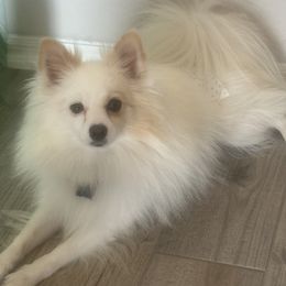 Pomeranians and Shih Tzus from Shih Tzus and Poms Di Colletti
