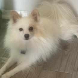 Pomeranians and Shih Tzus from Shih Tzus and Poms Di Colletti