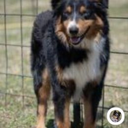 Australian Shepherd All Grown Up from Barn House Aussies
