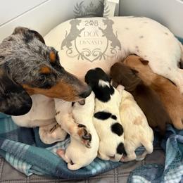 Dachshund Puppies from 208 Dox Dynasty