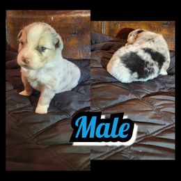A-BLUE MERLE - Blue merle male Australian Shepherd puppy in Yakima, Washington from Luna's Australian Shepherd