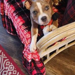 American Bully Puppies from Night Court Bullies