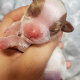 Cavalier King Charles Spaniel Puppies from Heritage Garden Cavaliers