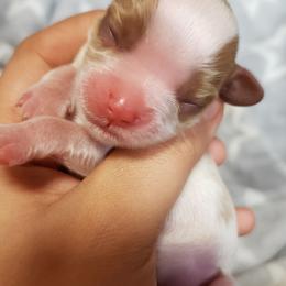 Cavalier King Charles Spaniel Puppies from Heritage Garden Cavaliers