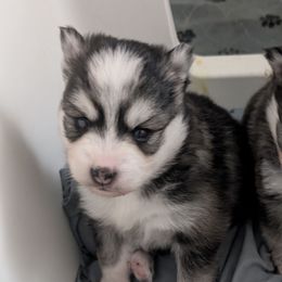 Pup 5 Female - Black and white female Pomsky puppy in Hurleyville, New York from My Crazy Pomskys