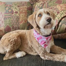 Liloo - Bernedoodle