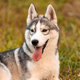 Ferrari - Fully Vaccinated and health tested parents. - Gray and white male Siberian Husky puppy in Front Royal, Virginia from North River Siberians
