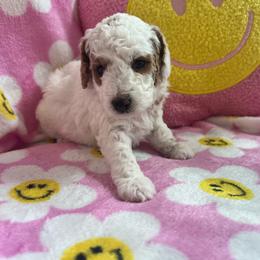 Lily - Parti female Poodle puppy in Nixa, Missouri from Foxtrot Farm Poodles
