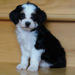 Martha - Tri-color female Bernedoodle puppy in Dundee, Ohio from Down Home Doodle