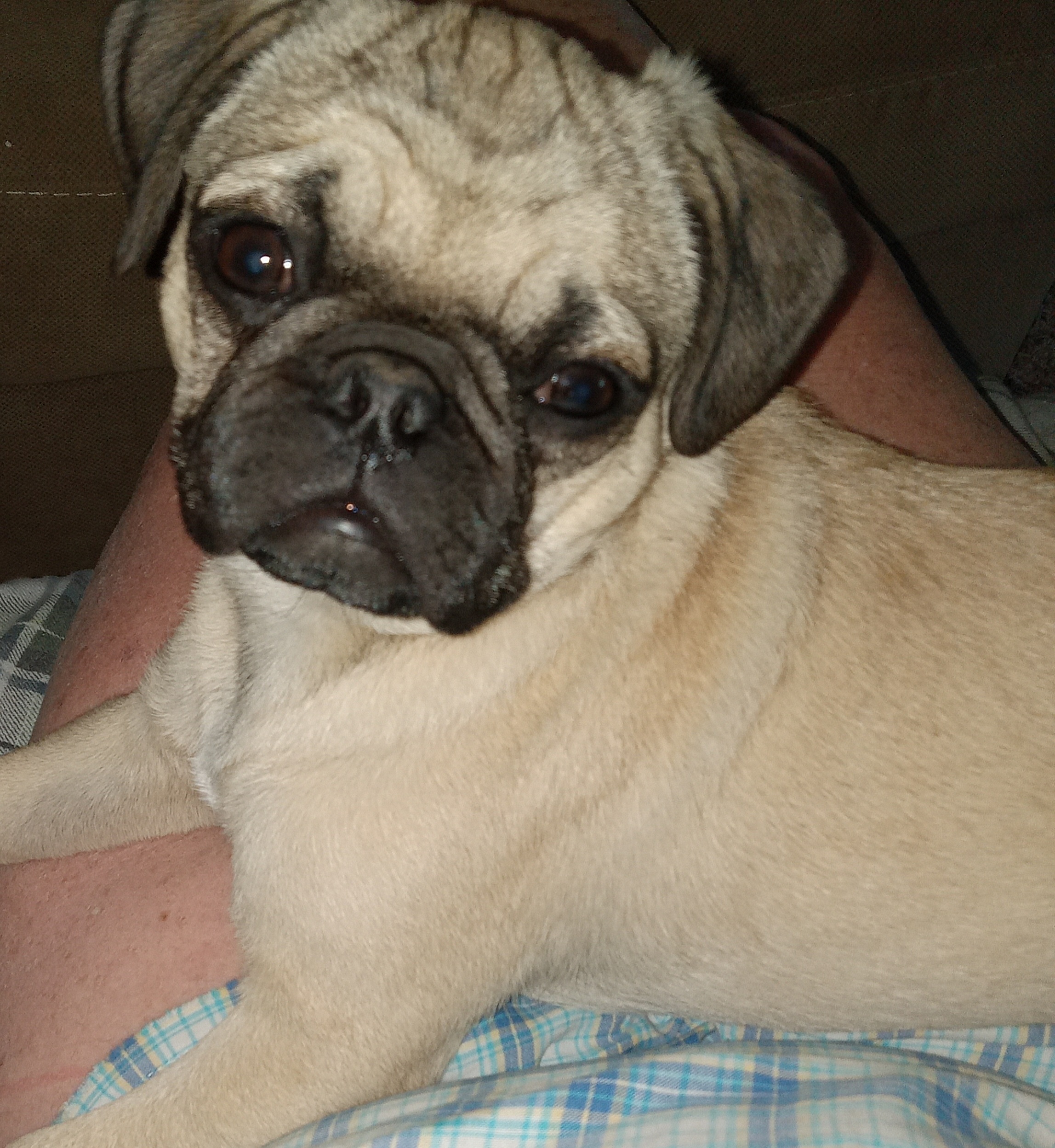 Pugs from Agape Pugs