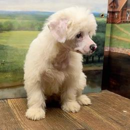 Dolly's White Puff Boy - White and black male Chinese Crested puppy in Lexington, Michigan from Affinity
