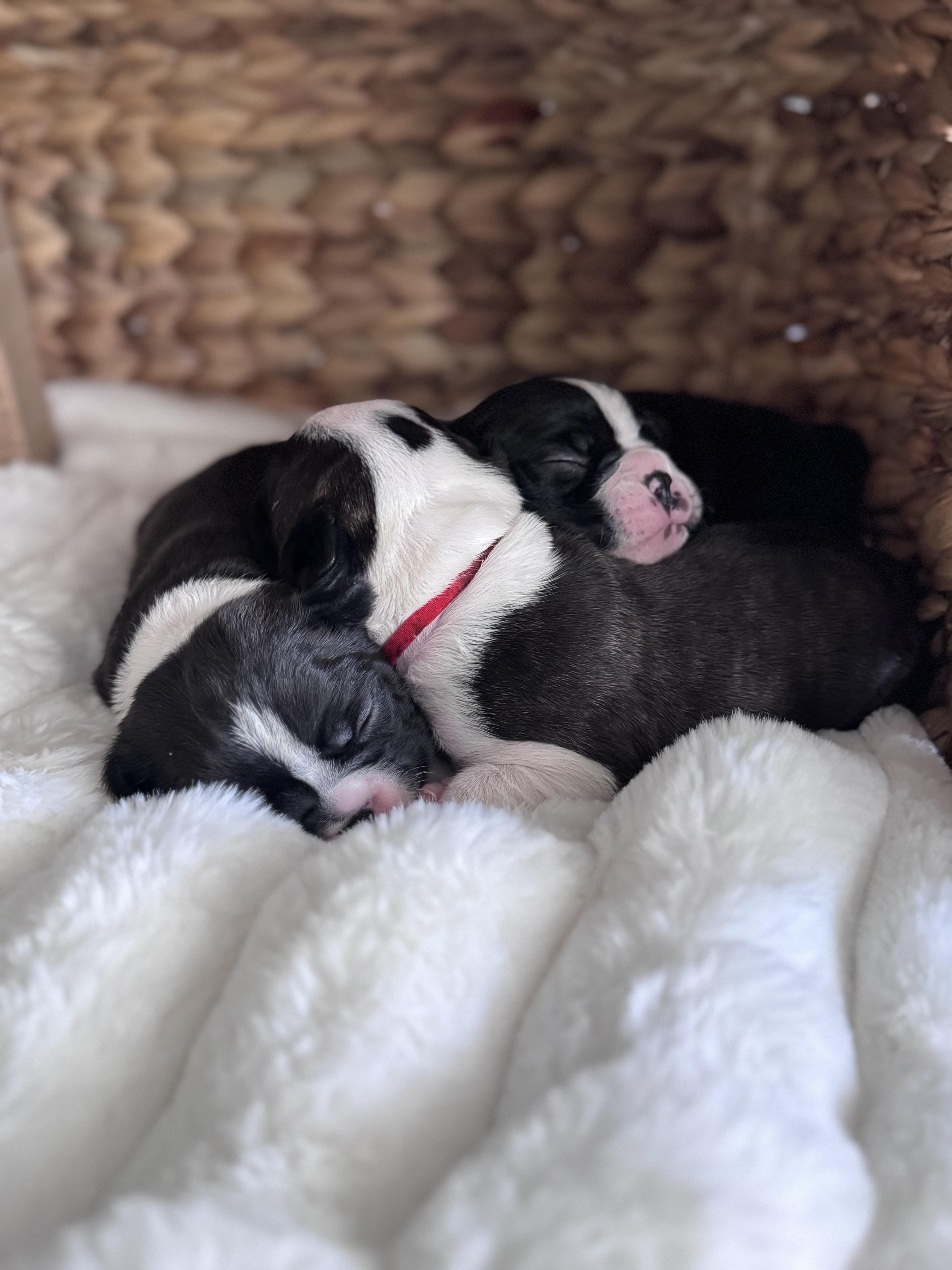 Nice Terriers Frenchie & Terrier Paws in New York | Boston Terrier puppies | Good Dog