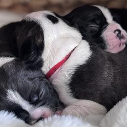 Boston Terriers from Frenchie & Terrier Paws