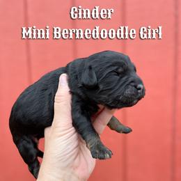 Cinder - Phantom female Bernedoodle puppy in Grove, Oklahoma from Guinn Family Farms
