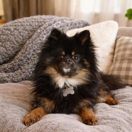 Marley - Pomeranian