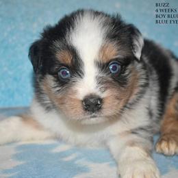 Buzz - Blue merle male Miniature Australian Shepherd puppy in Patterson, North Carolina from DreamLine Aussies