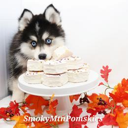 MJ SALE 3800 - Black and white female Pomsky puppy in Christiana, Tennessee from Smoky Mountain Pomskies