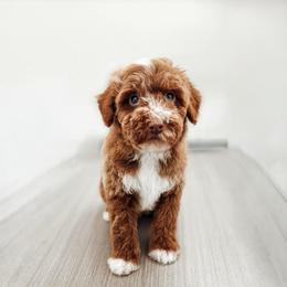 Chucky - Red  male Poodle puppy in Portage, Utah from Pugsley Poodles
