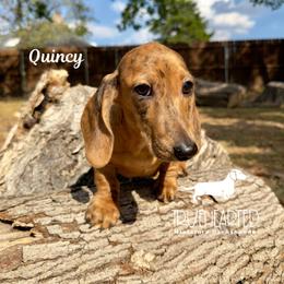 Quincy - Brindle female Dachshund puppy in Royse City, Texas from Truehearted Miniature Dachshunds