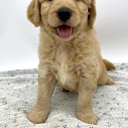 Goldendoodle Puppies from Cane Creek Goldendoodles