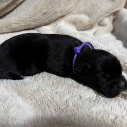 Lilac Collar - Black female Cane Corso puppy in Paris, Texas from Knucklehead Cane Corso