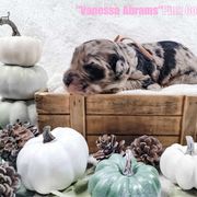 "Vanessa" - Merle Double Doodle puppy in Everett, Washington from Big Top Doodles