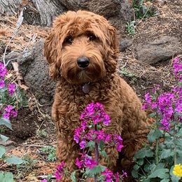 Rue - Australian Labradoodle