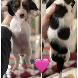 Girl 2 - Piebald female Dachshund puppy in Bellevue, Texas from Bar -JL DOXIES
