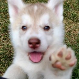 German Shepherd and Siberian Husky Puppies from Sstar