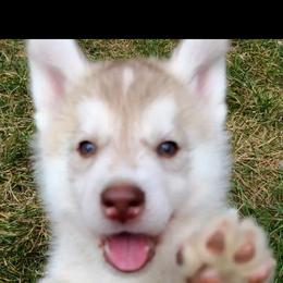 German Shepherd and Siberian Husky Puppies from Sstar