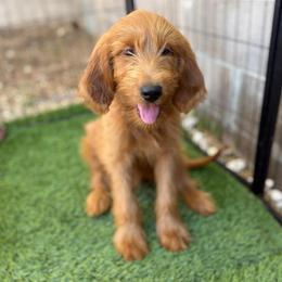 Chanel - Red  female Goldendoodle puppy in Lake Arrowhead, California from Puppies of the West