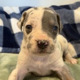Cordelia - Harlequin female Great Dane puppy in Hutchinson, Kansas from Dappled Danes