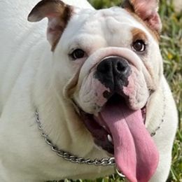 Bulldogs from Bulldogs den
