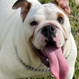 Bulldogs from Bulldogs den