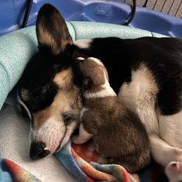 Pembroke Welsh Corgi Puppies from S7 Corgis and Chaos