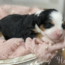 Halo - Tri-color female Bernedoodle puppy in Henry, Illinois from Rowe Farms Doodles